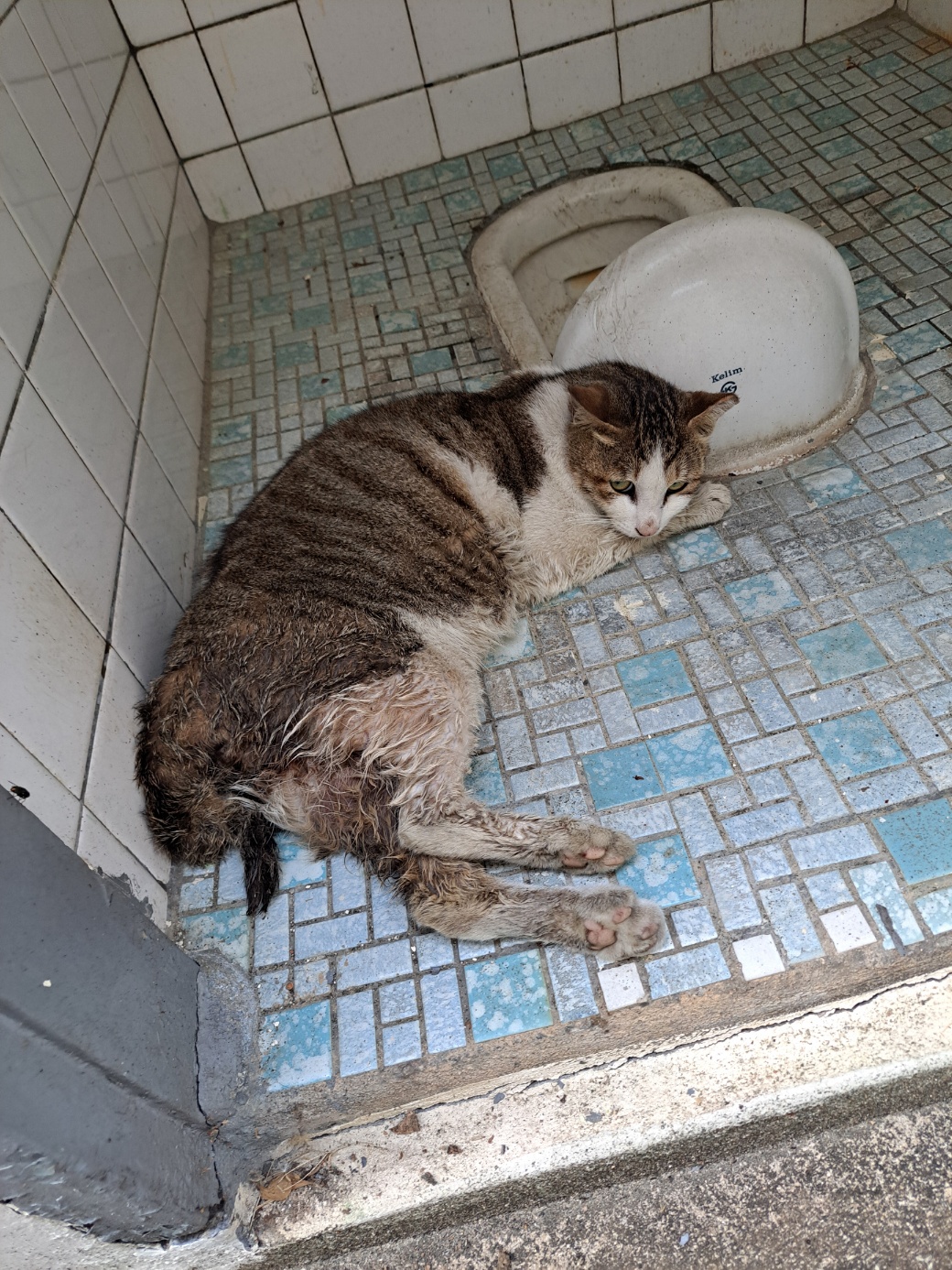 [고양이] 한국 고양이 부산-북구-2025-00146 유기동물 배경 이미지 입니다.